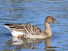 Bean Goose (WWT Slimbridge October 2017) - pic by Nigel Key